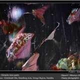 Hematite inclusions on Quartz
fov 2.2 mm
(Autor: ploum)