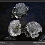 Phillipsite
fov 3 mm
(Autor: ploum)