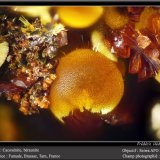 Cacoxenite and Beraunite
fov 1.1 mm
(Autor: ploum)