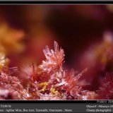 Erythrite
fov 2.2 mm
(Autor: ploum)