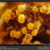 Cacoxenite
fov 2.8 mm
(Autor: ploum)