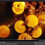 Cacoxenite
fov 1.4 mm
(Autor: ploum)