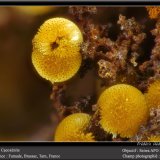 Cacoxenite
fov 1.3 mm
(Autor: ploum)
