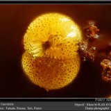 Cacoxenite
fov 0.7 mm
(Autor: ploum)