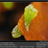 Pyromorphite on Barite
fov 2.7 mm
(Autor: ploum)