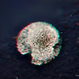 Phillipsite
fov 2.6 mm.
(Autor: ploum)