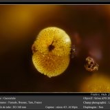 Cacoxenite
fov 1.1 mm
(Autor: ploum)