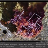 Cuprite
fov 2.5 mm
(Autor: ploum)