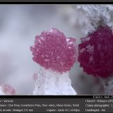Variscite
fov 2.6 mm
(Autor: ploum)