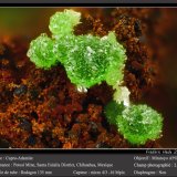 Adamite (variety cuprian adamite)
fov 2.6 mm
(Autor: ploum)