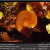 Cacoxenite and Beraunite
fov 0.9 mm
(Autor: ploum)