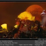 Cacoxenite and Beraunite
fov 0.9 mm
(Autor: ploum)
