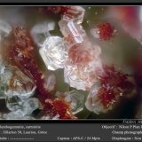 Plumbogummite and Carminite
fov 0.5 mm
(Autor: ploum)