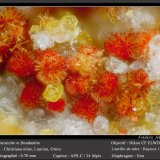 Carminite, Beudantite
fov 0.7 mm
(Autor: ploum)