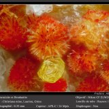 Carminite, Beudantite
fov 0.35 mm
(Autor: ploum)