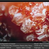 Plumbogummite and Carminite
fov 0.40 mm
(Autor: ploum)
