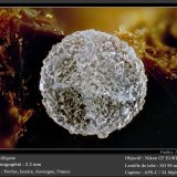 Phillipsite
fov 2.2 mm
(Autor: ploum)