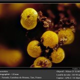Cacoxenite
fov 1.8 mm
(Autor: ploum)