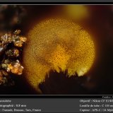 Cacoxenite
fov 0.80 mm
(Autor: ploum)