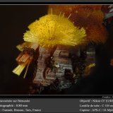 Cacoxenite on Beraunite
fov 0.8 mm
(Autor: ploum)