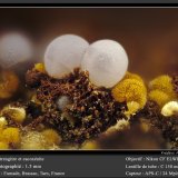 Strengite and Cacoxenite
fov 1.5 mm
(Autor: ploum)