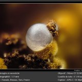Strengite and Cacoxenite
fov 1.5 mm
(Autor: ploum)