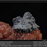 Hausmannite on Andradite
fov 20 mm
(Autor: ploum)