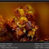 Cacoxenite and Beraunite
fov 1.7 mm
(Autor: ploum)