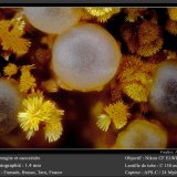 Strengite and Cacoxenite
(Autor: ploum)
