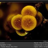 Cacoxenite
fov 1.3 mm
(Autor: ploum)