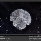 Phillipsite
fov 2.6 mm
(Autor: ploum)