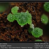 Adamite
fov 2.8 mm
(Autor: ploum)