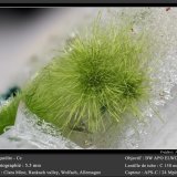 Agardite-(Ce)
fov 5.5 mm
(Autor: ploum)