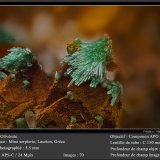Olivenite
fov 5.5 mm
(Autor: ploum)