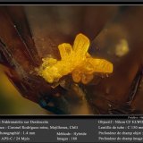 Sideronatrite and Destinezite
fov 1.4 mm
(Autor: ploum)