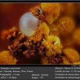 Cacoxenite and Strengite
fov 1.4 mm
(Autor: ploum)