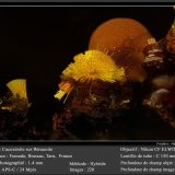 Cacoxenite on Beraunite
fov 1.4 mm
(Autor: ploum)