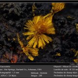 Cacoxenite
fov 1.5 mm
(Autor: ploum)