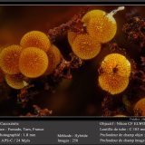 Cacoxenite
fov 1.8 mm
(Autor: ploum)