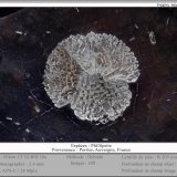 Phillipsite-K
fov 2.4 mm
(Autor: ploum)