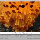 Cacoxenite
fov 0.25 mm
(Autor: ploum)