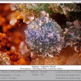 Adamite and Mixite
fov 3.5 mm
(Autor: ploum)
