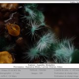 Agardite (Series) with Malachite
Fov 1.7 mm
(Autor: ploum)