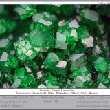 Uvarovite
fov 3.5 mm
(Autor: ploum)