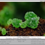 Adamite (variety cuprian)
fov 3.5 mm
(Autor: ploum)