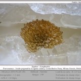 Eosphorite
(Autor: ploum)