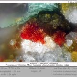Carminite
fov 0.70 mm
(Autor: ploum)
