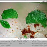 Bayldonite and Agardite
fov 1.1 mm
(Autor: ploum)