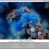 Cyanotrichite
fov 3.6 mm
(Autor: ploum)