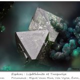 Libethenite and Turquoise
fov 1.5 mm
(Autor: ploum)